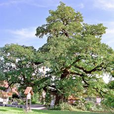 Oak at Emmertshof