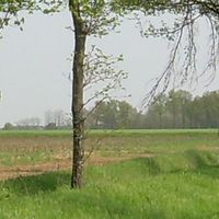 Lodi ili