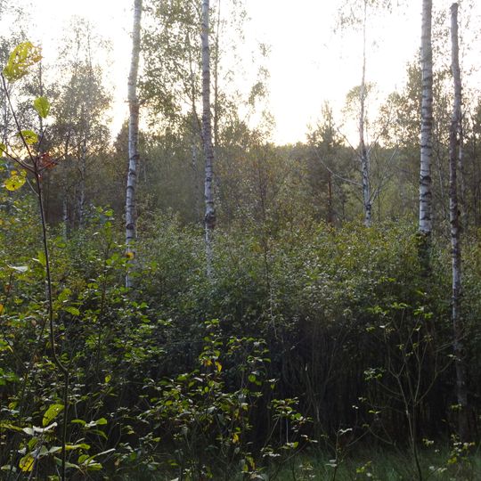 Rezerwat przyrody Żurawie Bagno