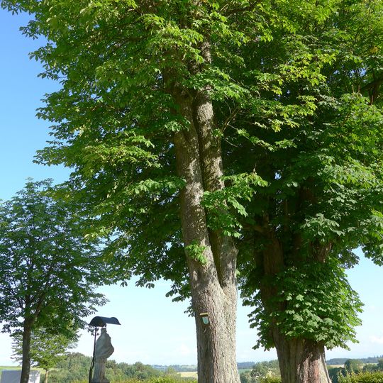 Zwei Rosskastanienbäume beim Schloss Tollet