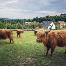 Mini zoo "Zamkowa zagroda"