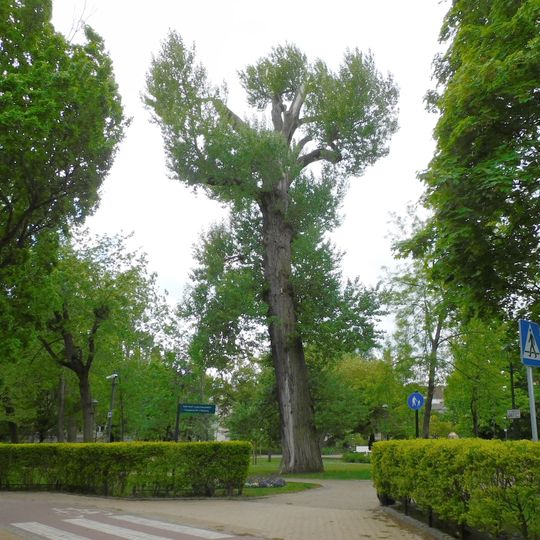Monumental poplar in Southern Park in Sopot