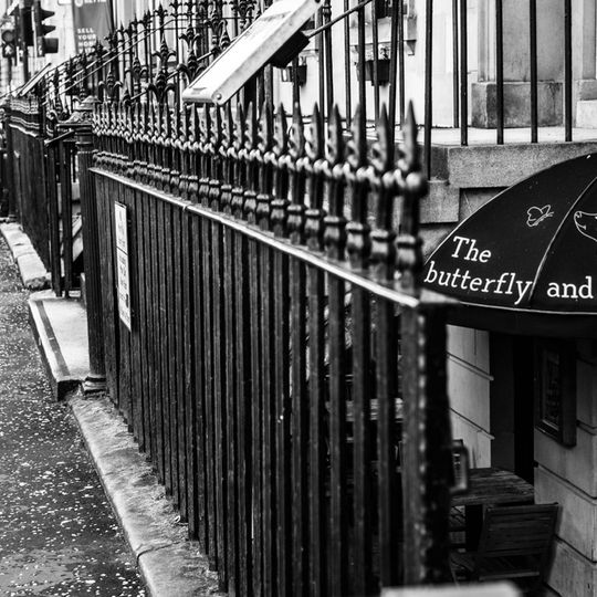 The Butterfly and the Pig