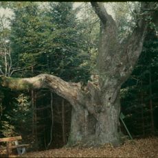Tausendjährige Linde auf dem hohen Daxeck