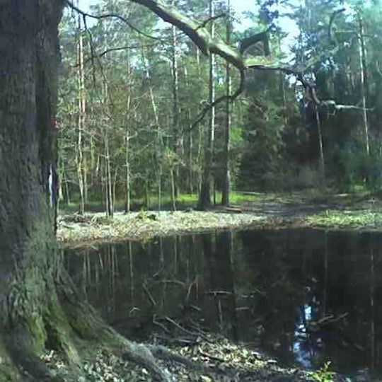 Rezerwat przyrody Dęby Boruszowskie