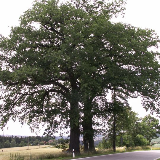 Duby u Pavlíkovy hájovny