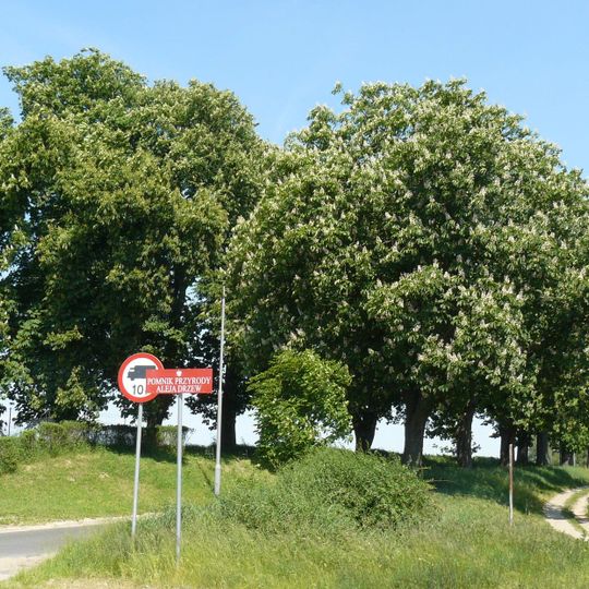 Aleja kasztanowców Piotrowo - Koninko