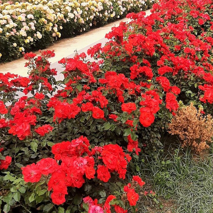Flowers Garden