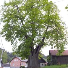 Lípa širokolistá ve Sloupu v Čechách