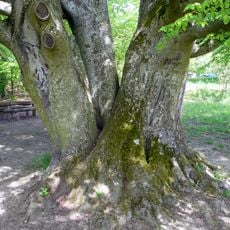 Hutbuche bei Frauenroth