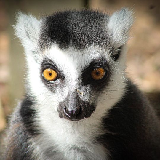 Lakeland Wildlife Oasis