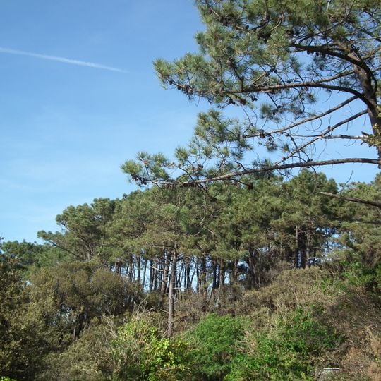 Forêt de Suzac
