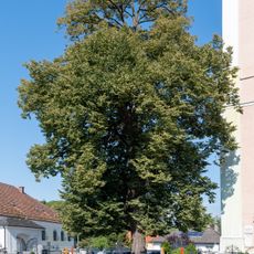 Friedhofslinde in Pichl bei Wels