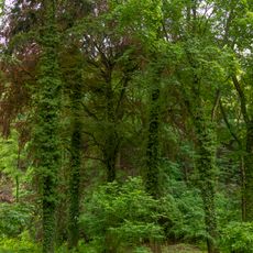 Buky v parku Neuberk