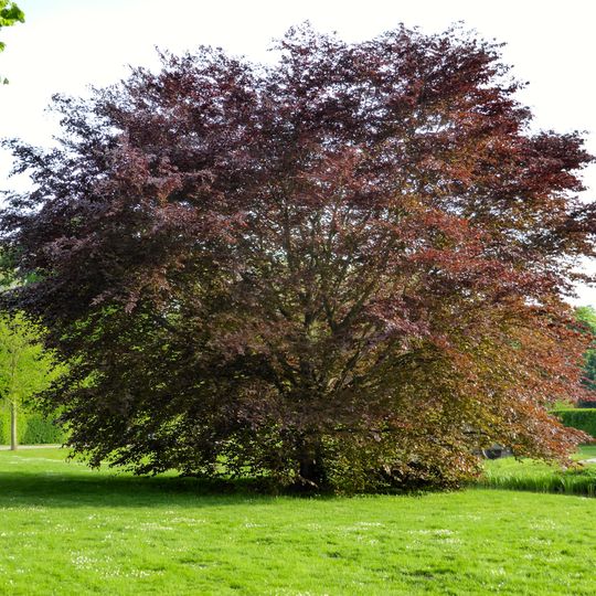 Brühler Schlosspark