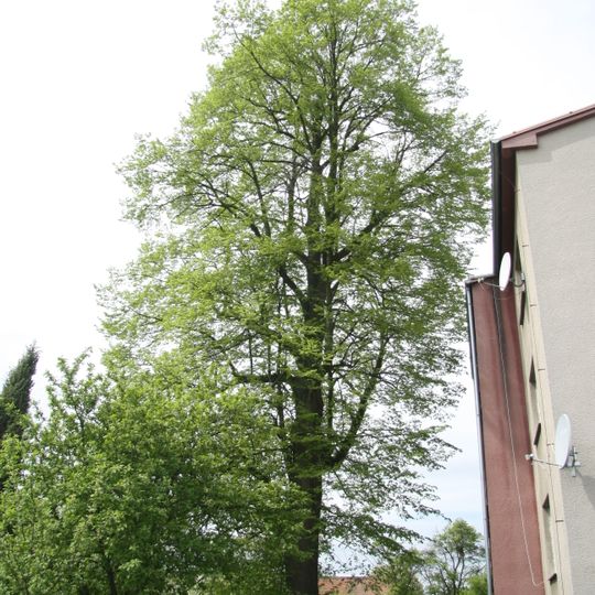 Lípa ve Zdislavicích