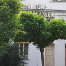 5/V, Wieniawskiego Street in Warsaw