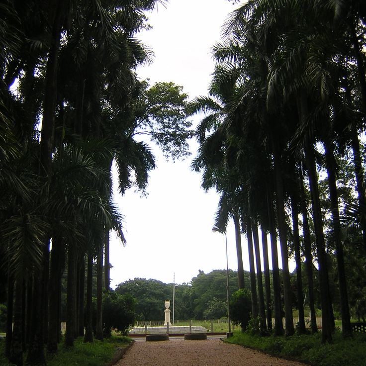 Kolkata Botanical Garden