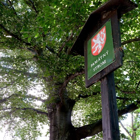 Famous tree in Beroun