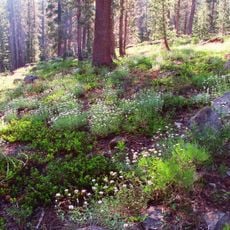 Caribou Wilderness