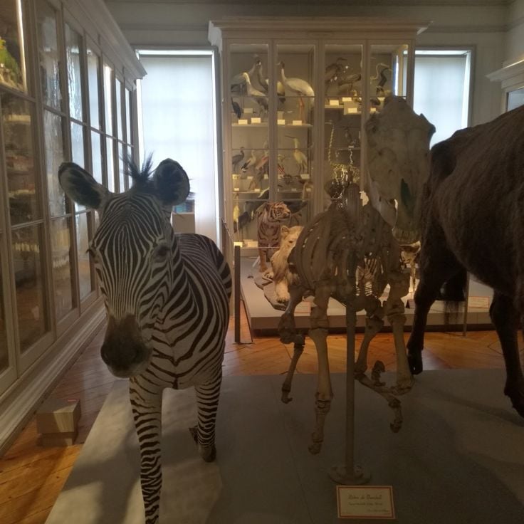 Museo de Historia Natural