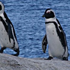 Boulders Beach