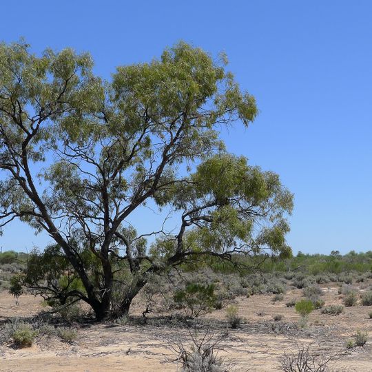 Kinchega National Park