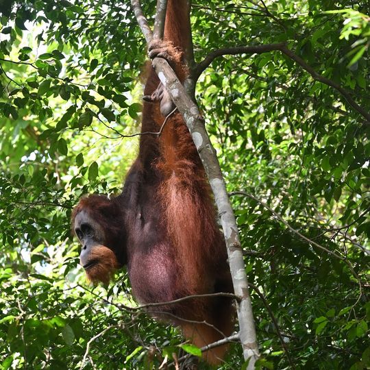 Bukit Lawang Orangutan Trekking