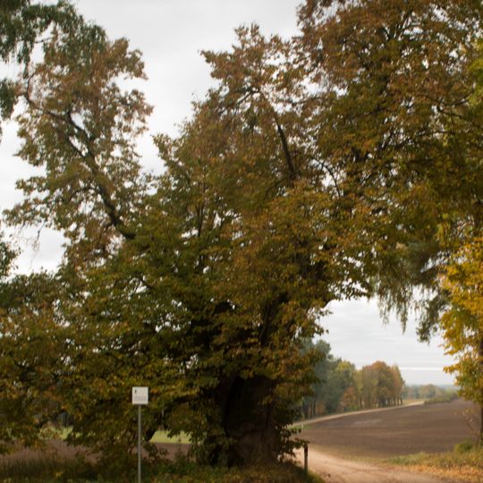 Terikeste Suitsumäe hiiepärn