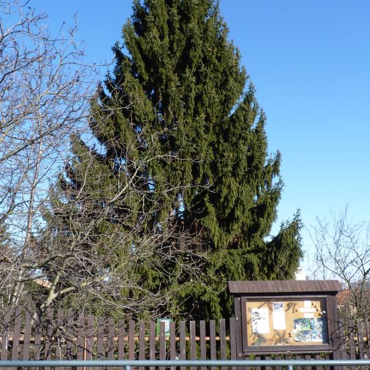 Smrk ztepilý v Ramešově ulici