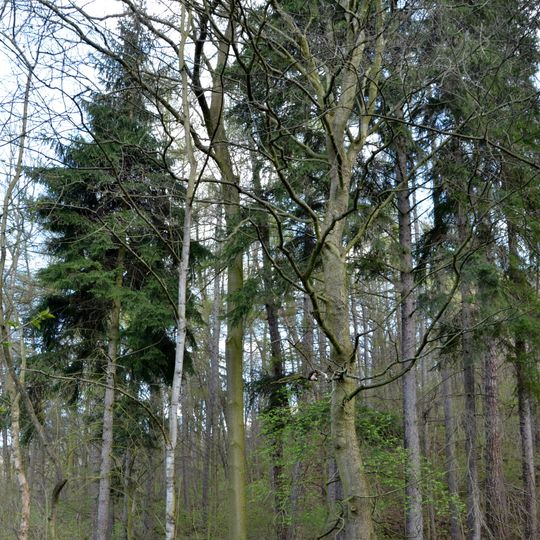 Skupina modřínů a smrků v pastvinském údolí