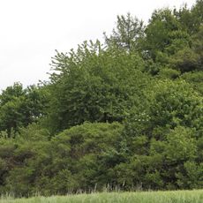 Speierling Kitzberg Vorderer Kitzberg