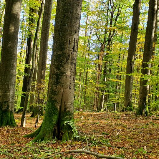 Naturwald Kleinengelein