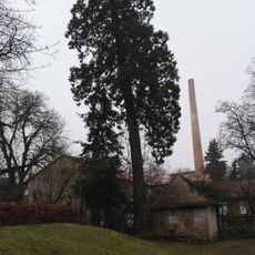 Mammutbaum am Wohnheim