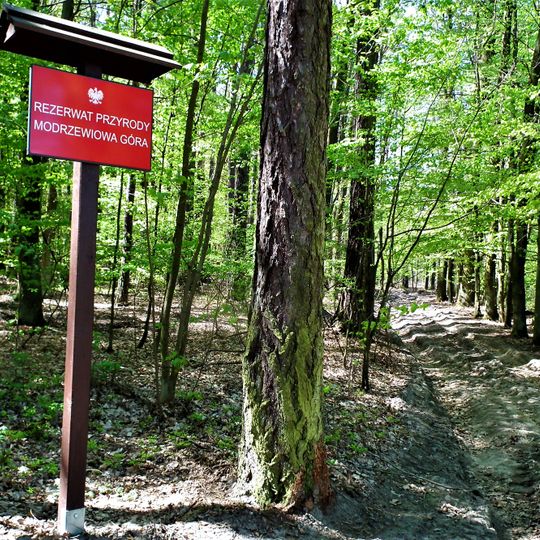Nature reserve Modrzewiowa Góra