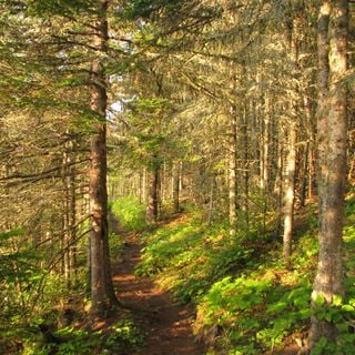 Greenstone Ridge Trail