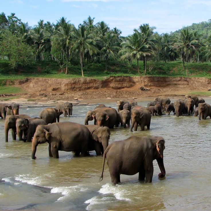 Orphelinat des éléphants de Pinnawala