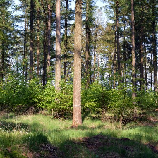 Moore bei Christinenthal