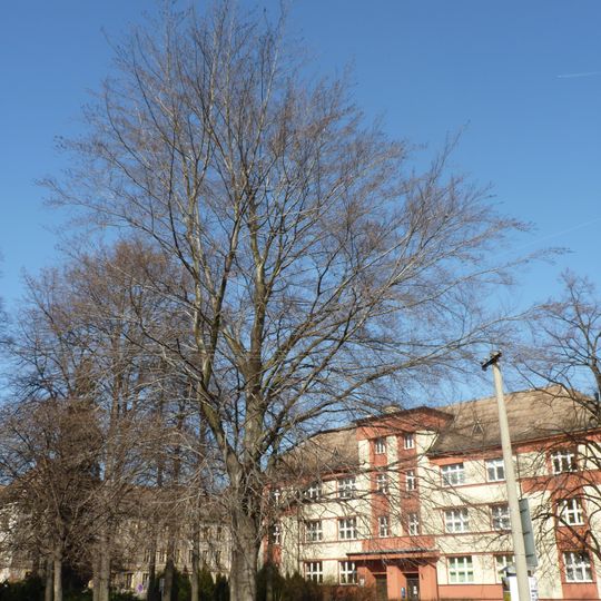 Buk lesní červenolistý v Komenského parku