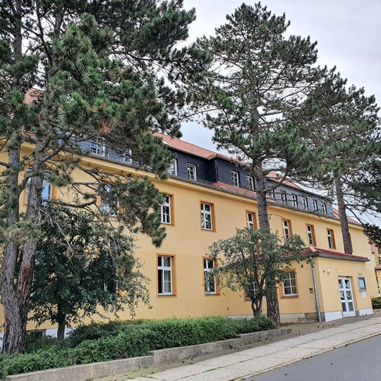 Schwarzkiefern in Heinrich-Zille-Str