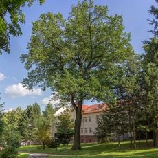 Dub na náměstí sv. Michala