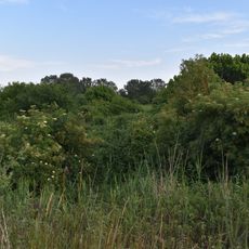 Bacini di Jolanda di Savoia