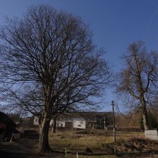 Památné stromy u Klingerů (Šimonovice)