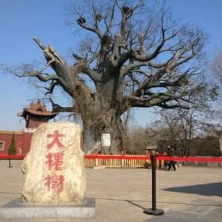 Locust tree of Hongdong