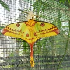 La Ferme aux Papillons