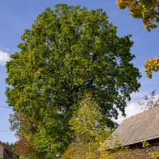 Dub letní v Křížovské Lhotě