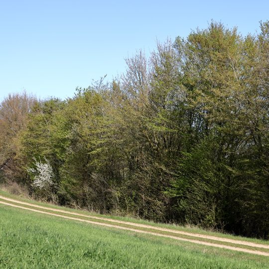 Wacholderheide-Steppenflora Riegelberg