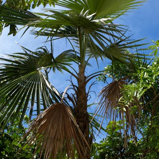 Dr. Rafael Ma. Moscoso National Botanical Garden