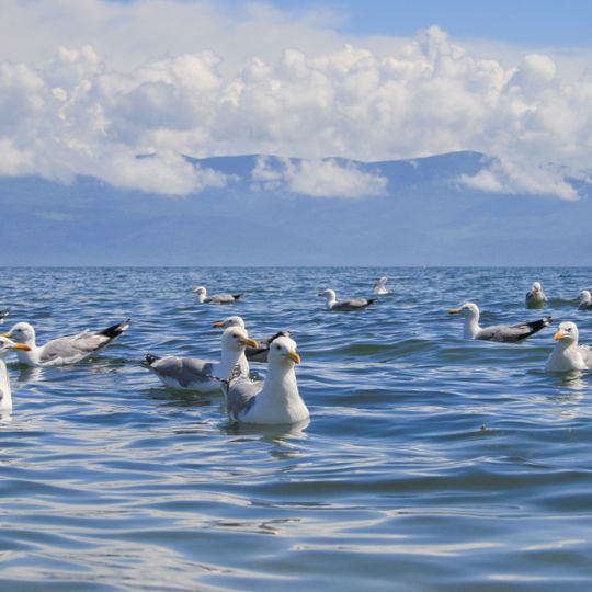 Golfe de Tchivyrkouï