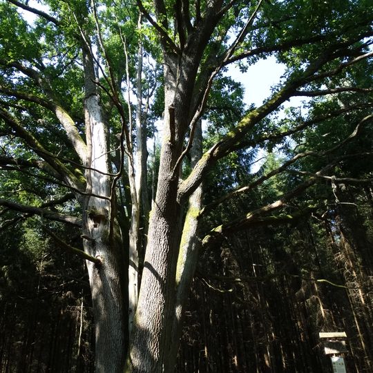 Elmės šešiakamienis ąžuolas